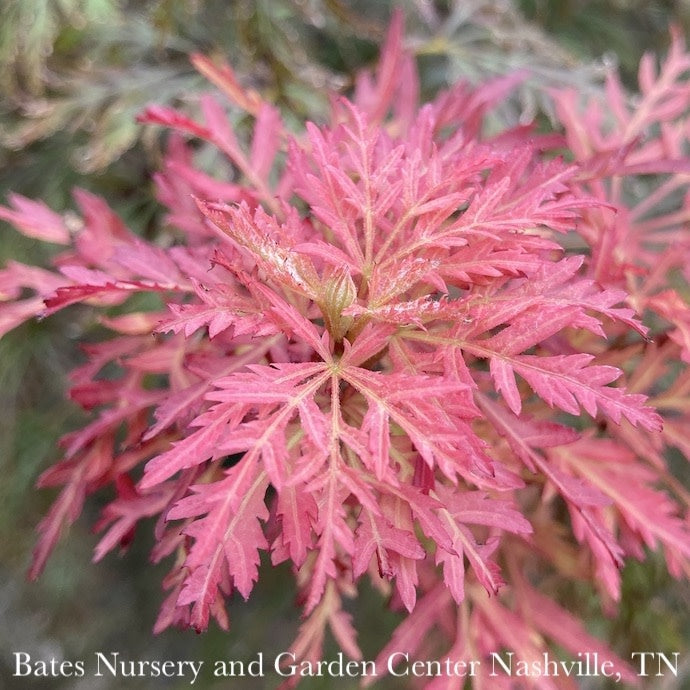  #15 BOX Acer Pal Var Diss Orangeola/ Weeping Red Japanese Maple