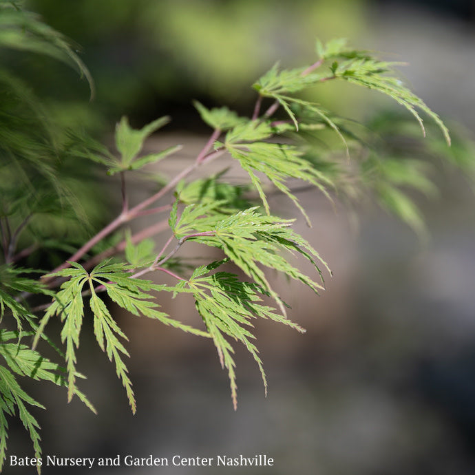  #15 BOX Acer Pal Var Diss Seiryu/ Green Upright Laceleaf Japanese Maple