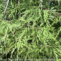  #15 BOX Acer Pal Var Diss Viridis/ Green Weeping Japanese Maple