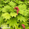  #15 BOX Acer Shir Aureum/ Golden Fullmoon Maple
