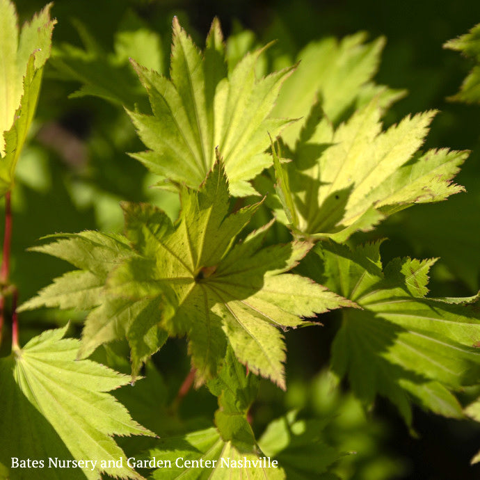  #15 BOX Acer Shir Aureum/ Golden Fullmoon Maple