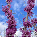  #15 Cercis Chinensis Bubble Gum/ Chinese Redbud