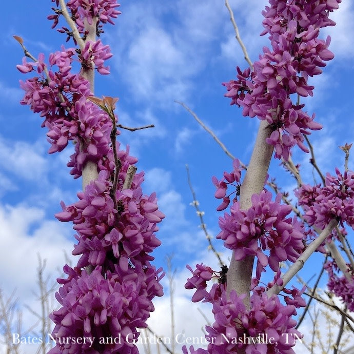  #15 Cercis Chinensis Bubble Gum/ Chinese Redbud