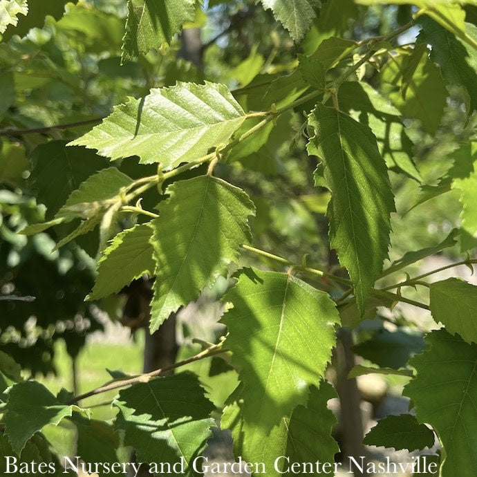  #15 CLUMP Betula Nigra Dura Heat/ River Birch Native (TN)