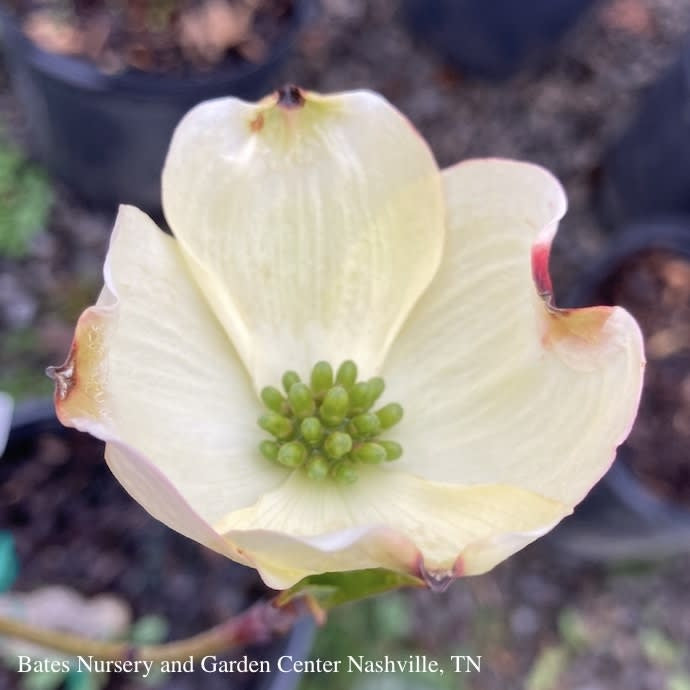  #15 Cornus Florida SUPER Princess/ Flowering White Dogwood Native (TN)