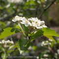  #15 Crataegus Vir Winter King/ Green Hawthorn Native (TN)
