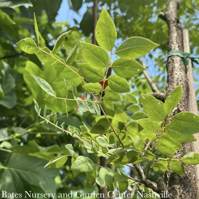  #15 Gymnocladus Dio McKBranched 'DECAF'/ Kentucky CoffeetreeNative (TN)