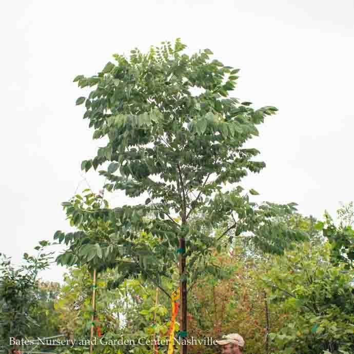  #15 Gymnocladus Dio McKBranched 'DECAF'/ Kentucky CoffeetreeNative (TN)