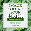  #15 Gymnocladus Dioicus/ Kentucky Coffeetree Native (TN)