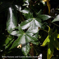  #15 Liquidambar Styraciflua Happidaze/ Fruitless Sweetgum Native (TN)