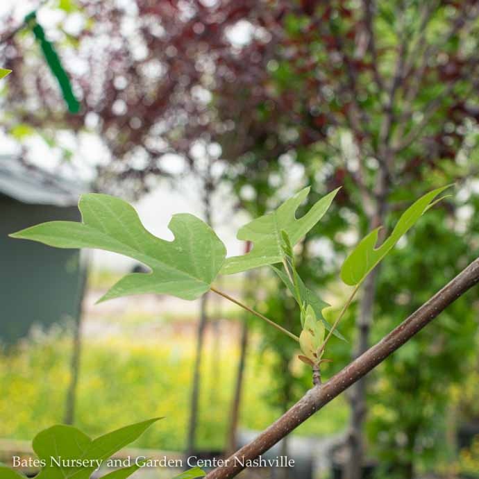  #15 Liriodendron Tulipifera/ Tulip PoplarNative (TN)