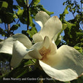  #15 Magnolia Ashei/Deciduous Bigleaf White Ashe's