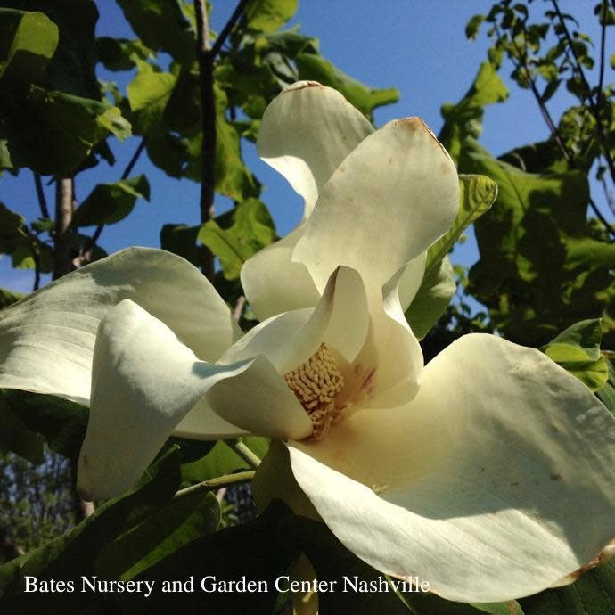  #15 Magnolia Ashei/Deciduous Bigleaf White Ashe's