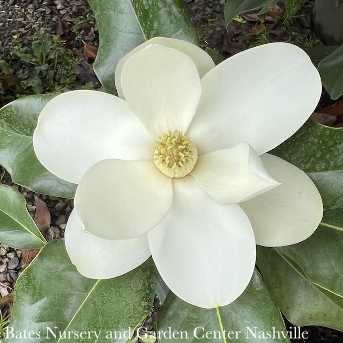  #15 Magnolia Grand Bracken's Brown Beauty/ Southern Native (TN)