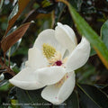  #15 Magnolia Grand Little Gem/ Dwarf Southern Native (TN)