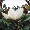 #15 Magnolia Grand Teddy Bear/ Dwarf Southern Native (TN)