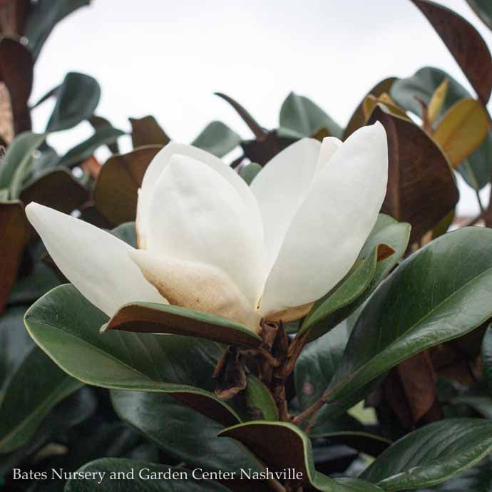  #15 Magnolia Grand Teddy Bear/ Dwarf Southern Native (TN)