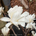  #15 Magnolia Stellata Royal Star/ Deciduous White