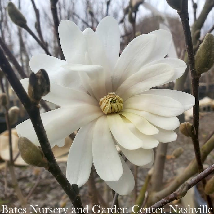  #15 Magnolia Stellata Royal Star/ Deciduous White
