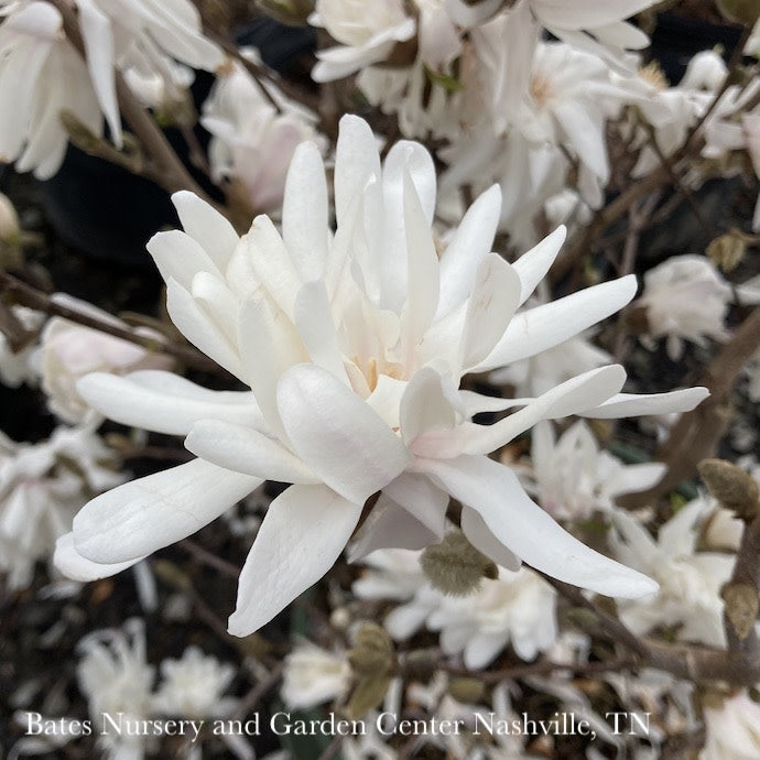  #15 Magnolia Stellata Royal Star/ Deciduous White