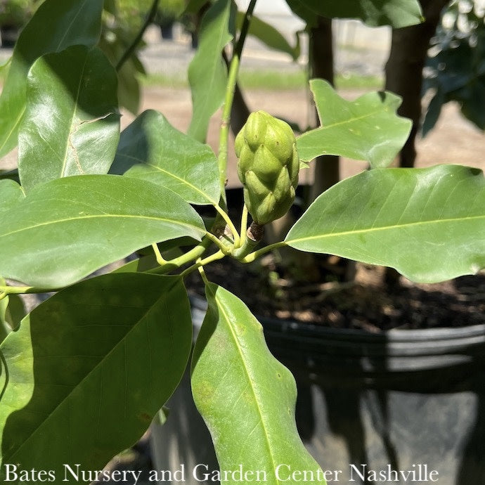  #15 Magnolia Virginiana/MULTI STEM Deciduous Sweetbay Native (TN)