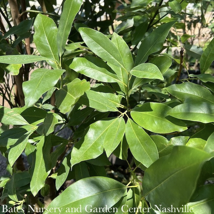  #15 Magnolia Virginiana/ SINGLE Deciduous Sweetbay Native (TN)