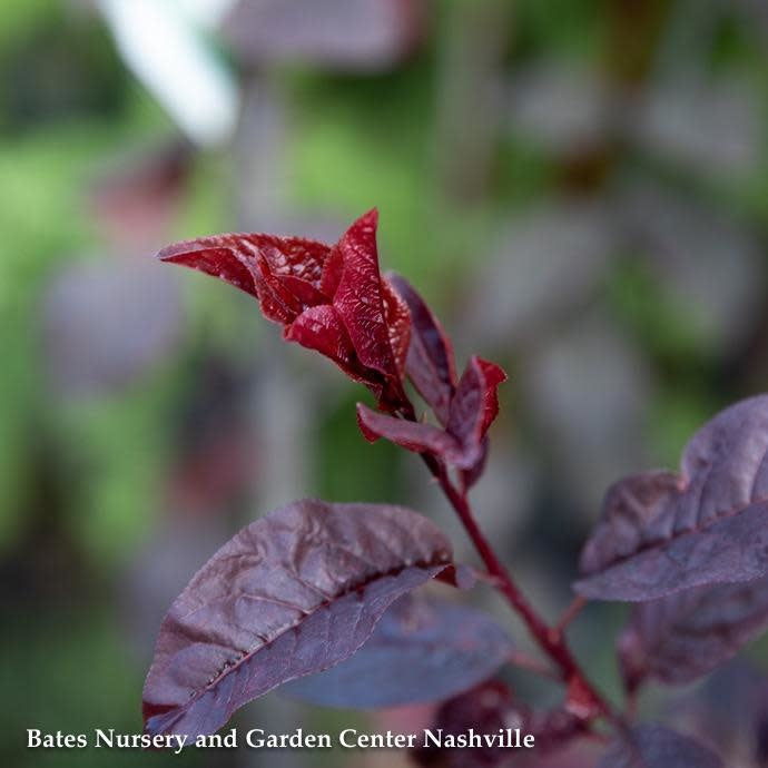  #15 Prunus Cerasifera Krauter Vesuvius/ Purple Leaf Plum