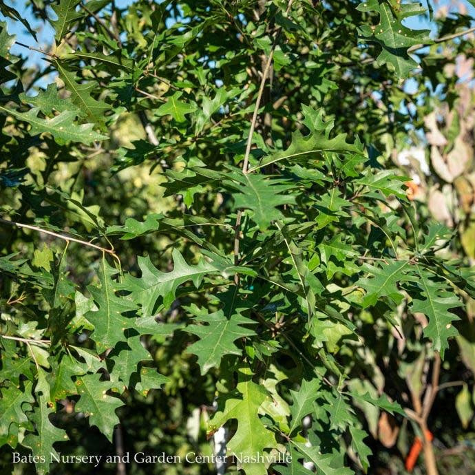  #15 Quercus Nuttallii/ Nuttall Oak Native (TN)