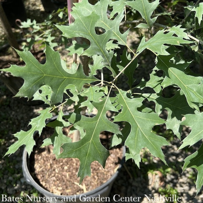  #15 Quercus Rubra/ Northern Red Oak Native (TN)