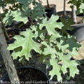  #15 Quercus Shumardii/ Shumard Red Oak Native (TN)