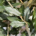  #15 Quercus Virginiana/ Southern Live Oak Native (R) - No Warranty