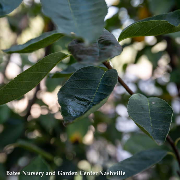  #15 SINGLE Amelanchier X Grand Autumn Brilliance/ Apple Serviceberry Native (TN)