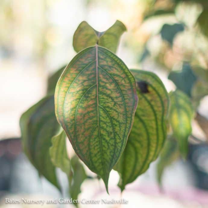 #15 SINGLE Cornus Kousa/ White Flowering Chinese Dogwood