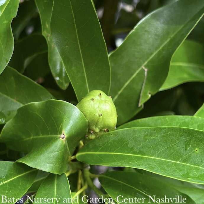  #15 SINGLE Magnolia Virg Moonglow/ Semi-Evergreen Sweetbay Native (TN)