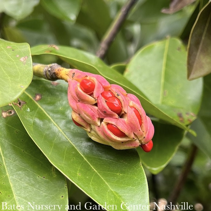  #15 SINGLE Magnolia Virg Moonglow/ Semi-Evergreen Sweetbay Native (TN)