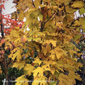  1.75" CaliperAcer Sacc Fall Fiesta/Sugar Maple Native (TN)
