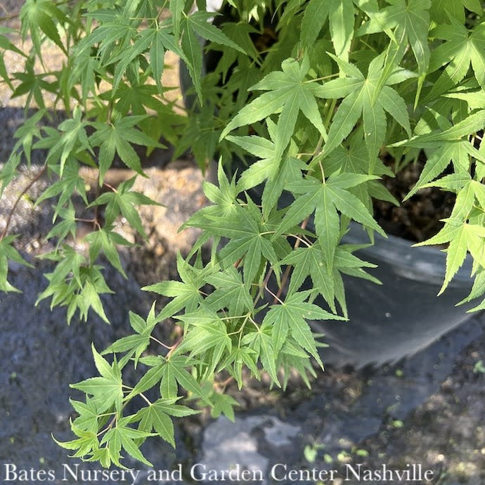  #2 Acer Pal Ryusen/ Weeping Green Japanese Maple