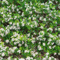 #2 Aronia Melano PW Ground Hug/ Dwarf Black Chokeberry Native (TN)