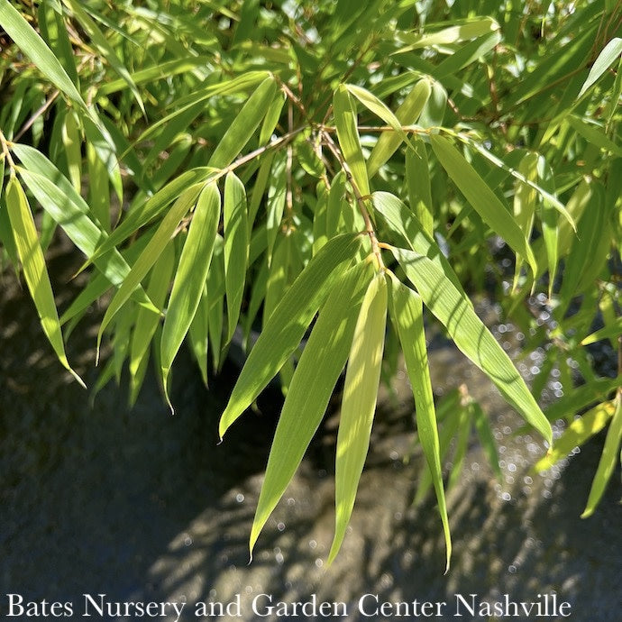  #2 Bamboo Fargesia Rufa Sunset Glow/ Clumping