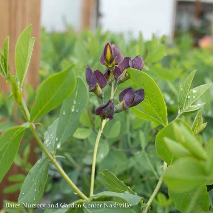  #2 Baptisia X PW Decadence 'Dark Chocolate'/ False Indigo