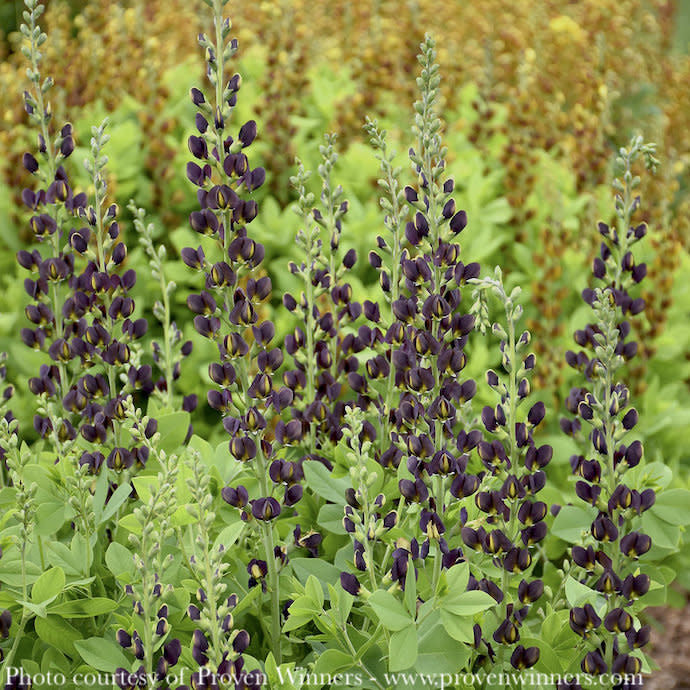  #2 Baptisia X PW Decadence 'Dark Chocolate'/ False Indigo