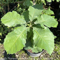  2" Cal Quercus Muehlenbergii/ Chinkapin (Chinquapin) Oak Native (TN)