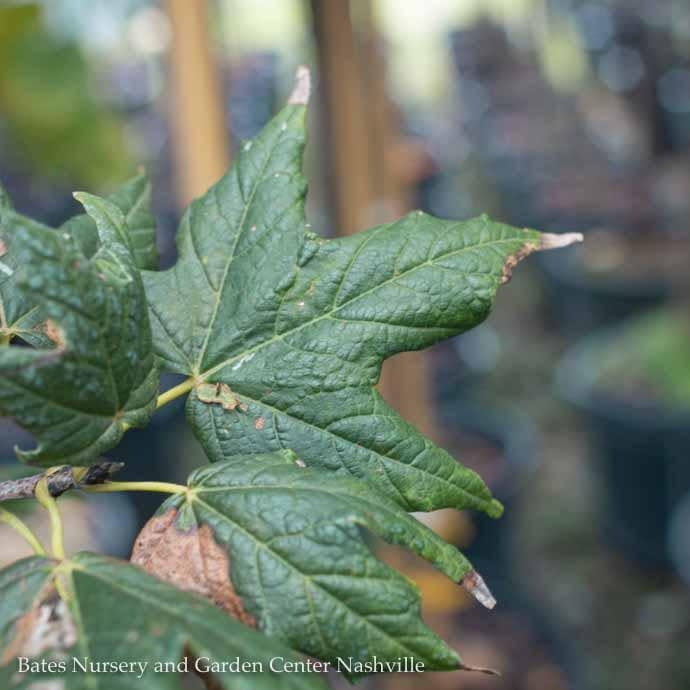  2" Caliper Acer Sacc Legacy/ Sugar Maple Female Native (TN)
