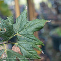  2" Caliper Acer Saccharum/ Sugar Maple Female Native (TN)