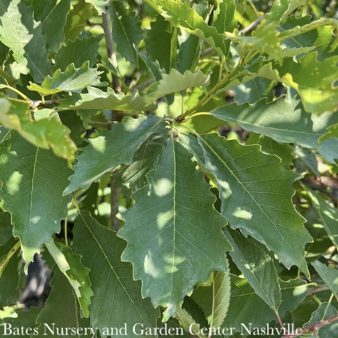  2" Caliper Quercus Bicolor/ Swamp White Oak Native (TN)
