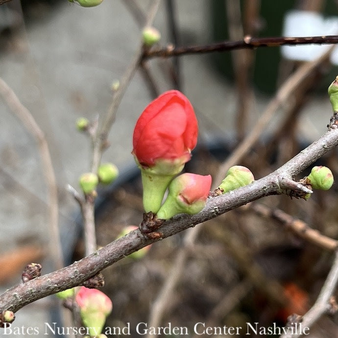  #2 Chaenomeles S. Crimson And Gold/Flowering Quince