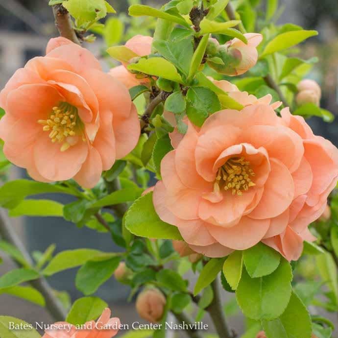  #2 Chaenomeles Speciosa Cameo/ Peach Flowering Quince