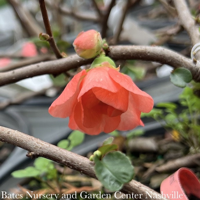  #2 Chaenomeles Speciosa PW Double Take Peach Storm/ Flowering Quince