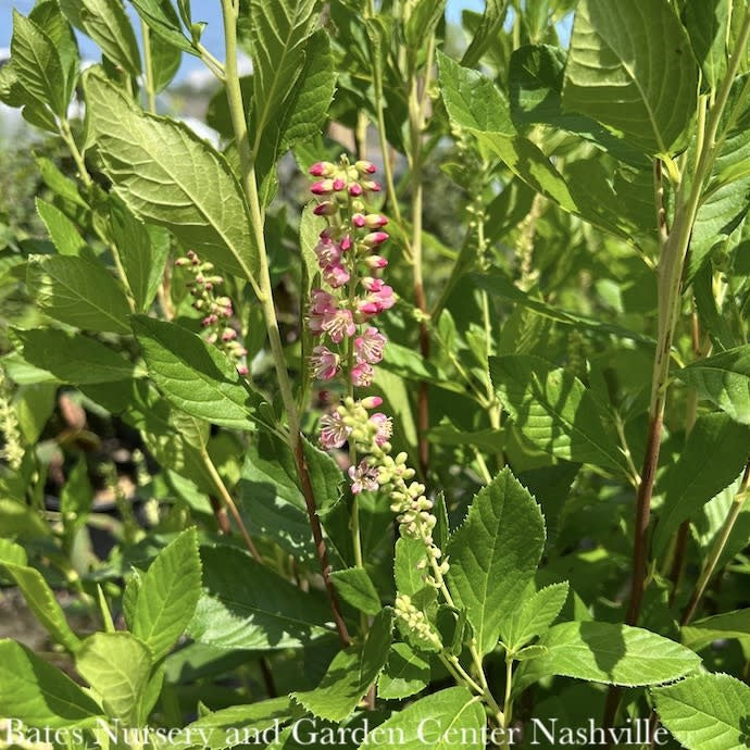  #2 Clethra Alnifolia Ruby Spice/ Pink Summersweet Native (TN)