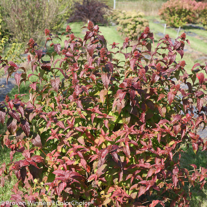 #2 Diervilla Rivularis PW Kodiak 'Black'/Bush Honeysuckle Native (TN)